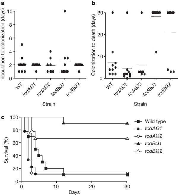 clostridium toxin b nehezen kezelhető)