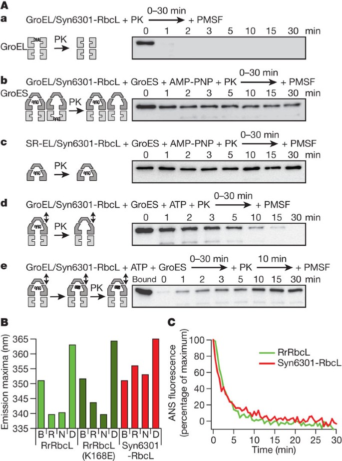 Coupled Chaperone Action In Folding And Assembly Of Hexadecameric Rubisco Nature