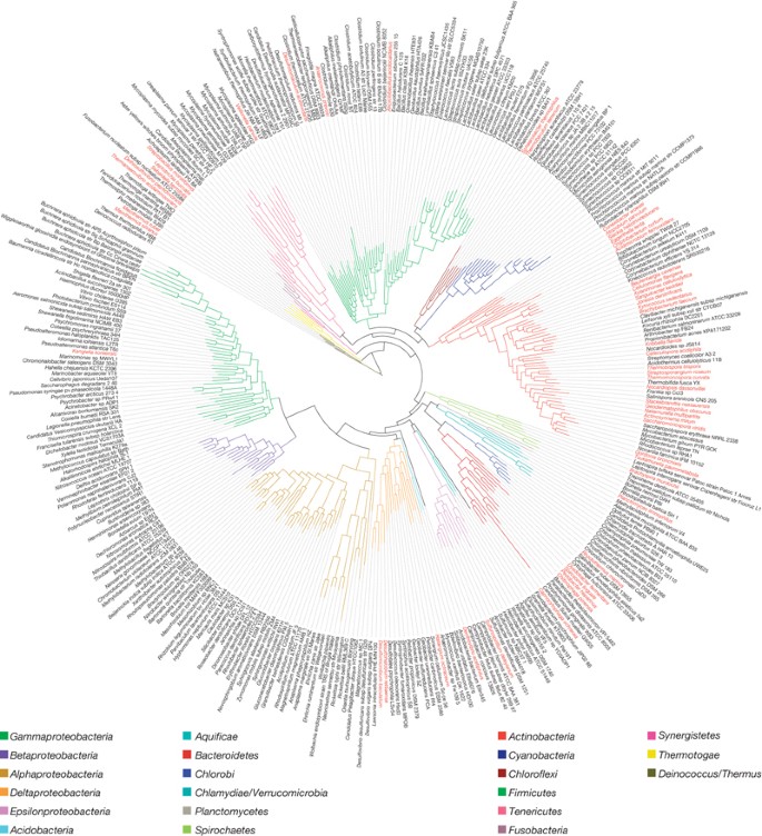 A phylogeny-driven genomic encyclopaedia of Bacteria and Archaea | Nature