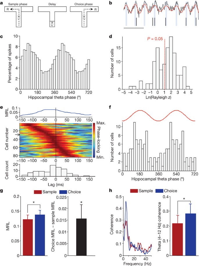 Impaired Hippocampal Prefrontal Synchrony In A Genetic Mouse Model Of Schizophrenia Nature Impaired Hippocampal Prefrontal Synchrony In A Genetic Mouse Model Of Schizophrenia Nature