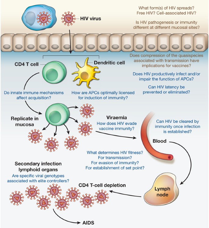 A better understanding of how HIV-1 evades the immune system