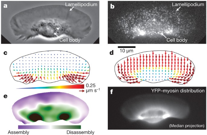 Myosin Ii Contributes To Cell Scale Actin Network Treadmilling Through Network Disassembly Nature