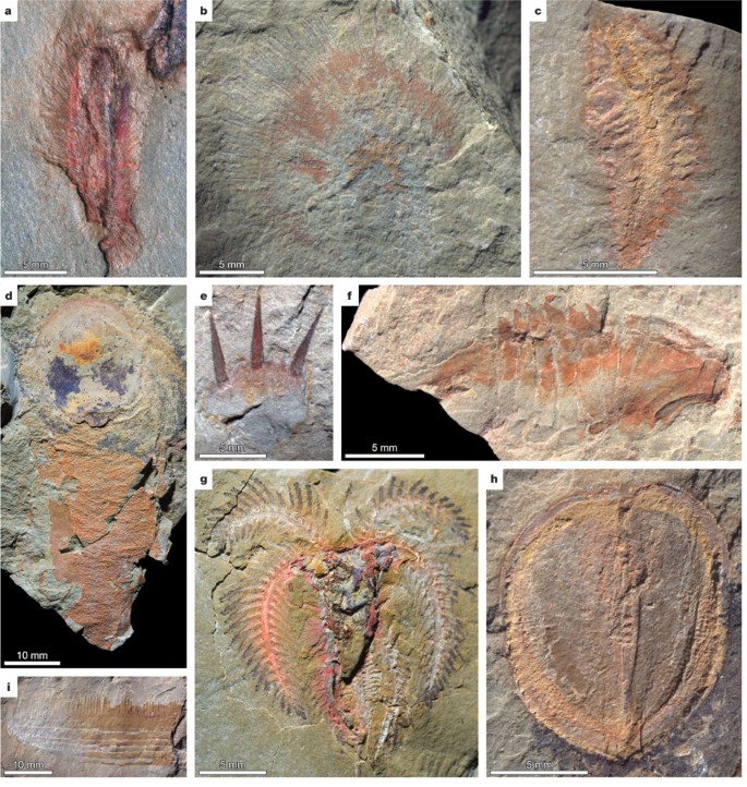 Ordovician faunas of Burgess Shale type | Nature
