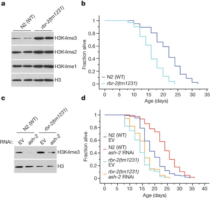 Members Of The H3k4 Trimethylation Complex Regulate Lifespan In A Germline Dependent Manner In C Elegans Nature