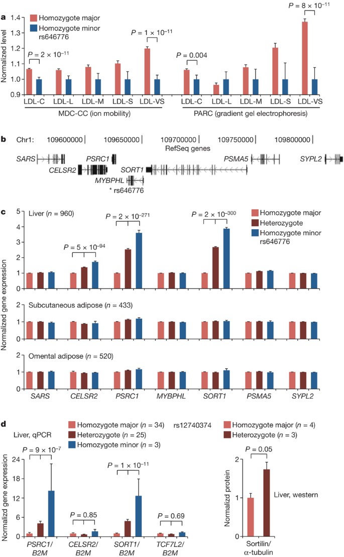 From Noncoding Variant To Phenotype Via Sort1 At The 1p13 Cholesterol Locus Nature