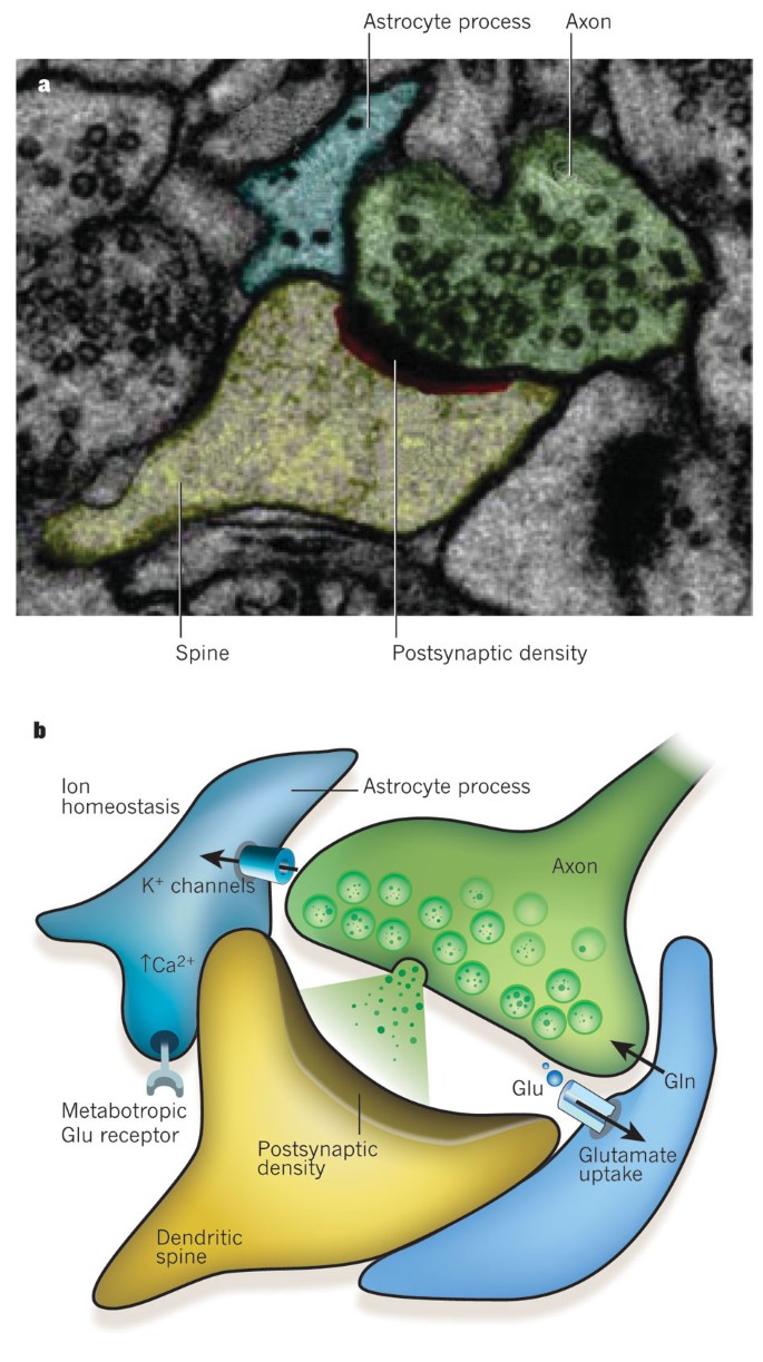 Glia, Neurobiology Journal