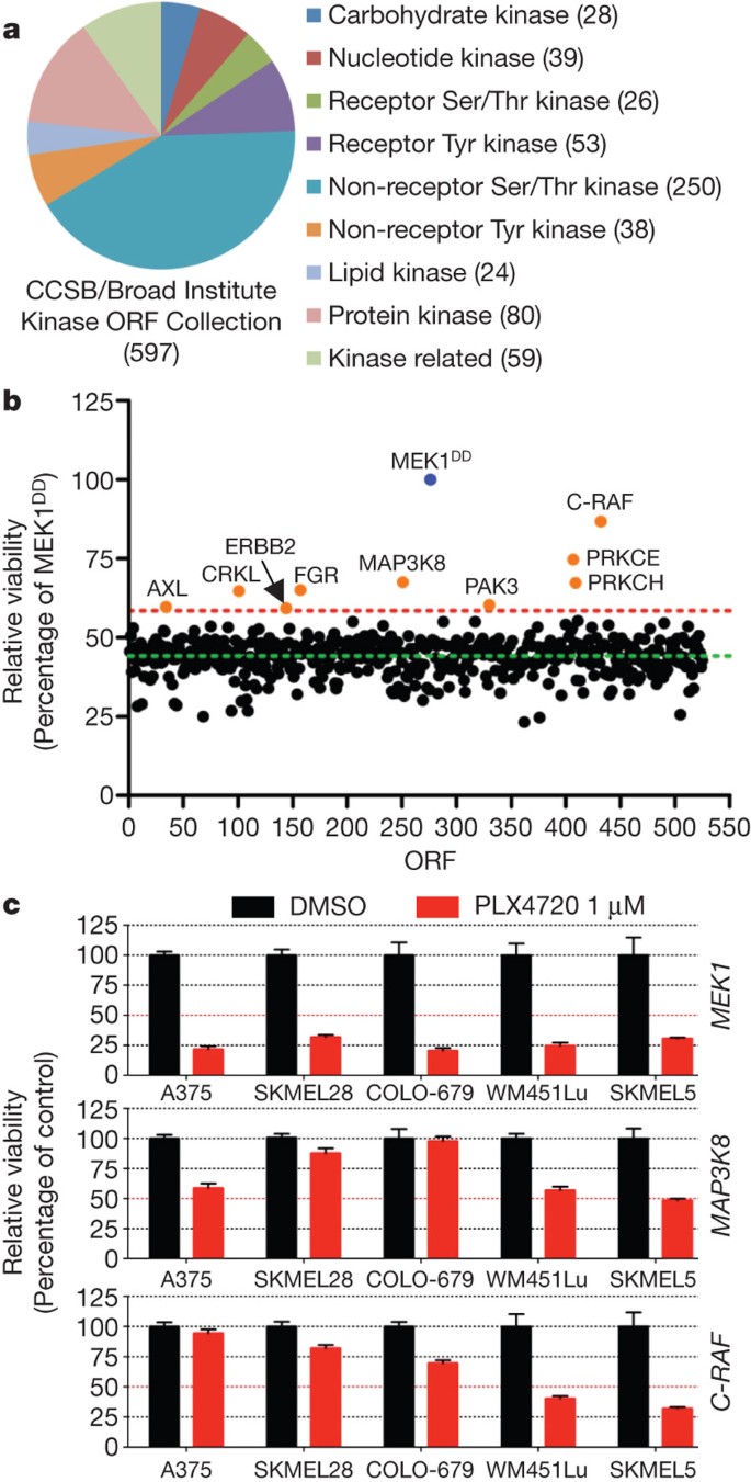 Cot Drives Resistance To Raf Inhibition Through Map Kinase Pathway Reactivation Nature