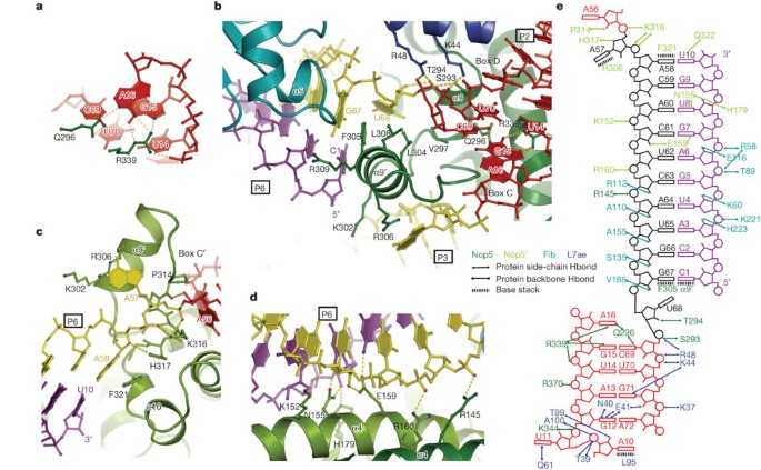 Structural Basis For Site Specific Ribose Methylation By Box C D Rna Protein Complexes Nature Structural Basis For Site Specific Ribose Methylation By Box C D Rna Protein Complexes Nature