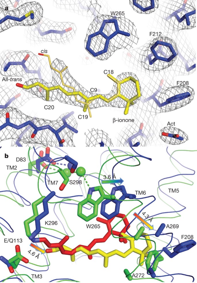 Frontiers  Exploring the Retinal Binding Cavity of