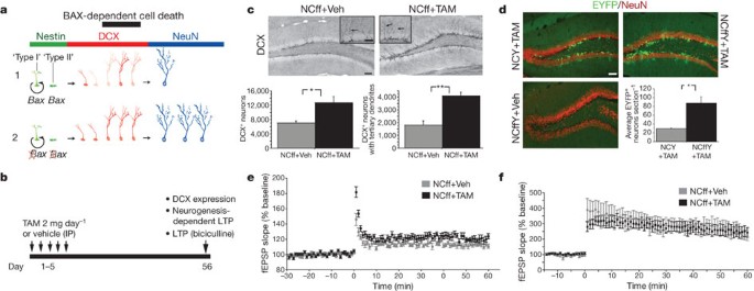 Increasing adult hippocampal neurogenesis is sufficient to improve pattern  separation | Nature