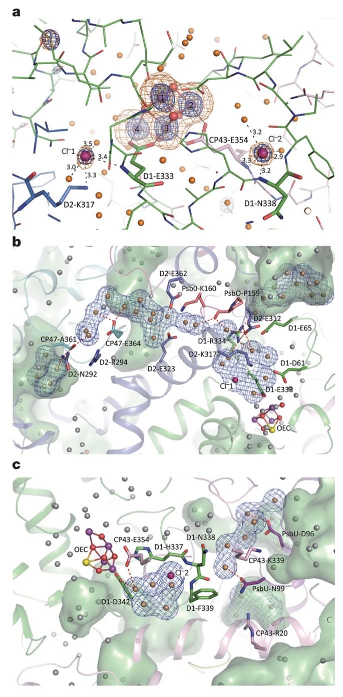 Crystal Structure Of Oxygen Evolving Photosystem Ii At A Resolution Of 1 9 A Nature