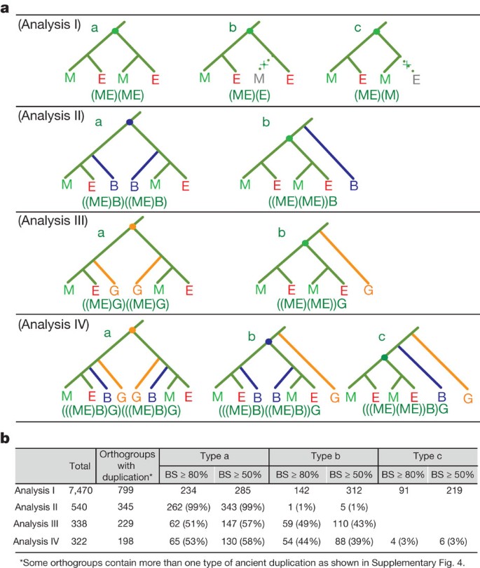 Ancestral Polyploidy In Seed Plants And Angiosperms Nature