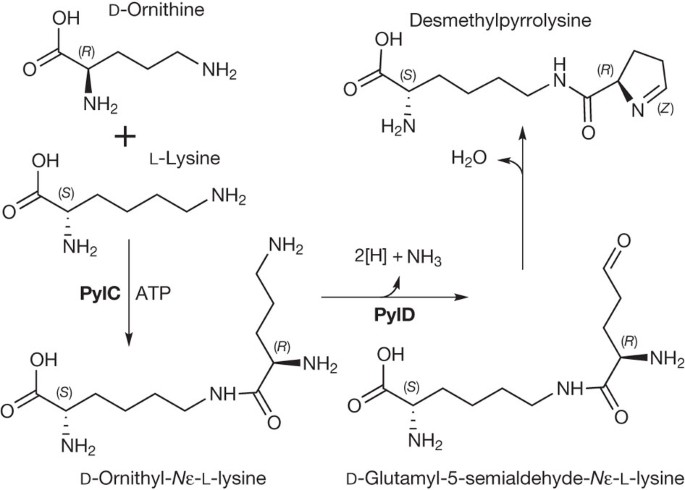 The complete biosynthesis of the genetically encoded amino acid pyrrolysine  from lysine | Nature