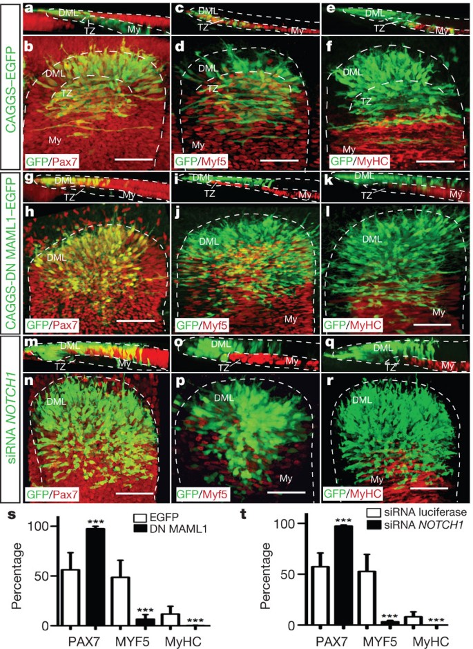 Neural Crest Regulates Myogenesis Through The Transient Activation Of Notch Nature