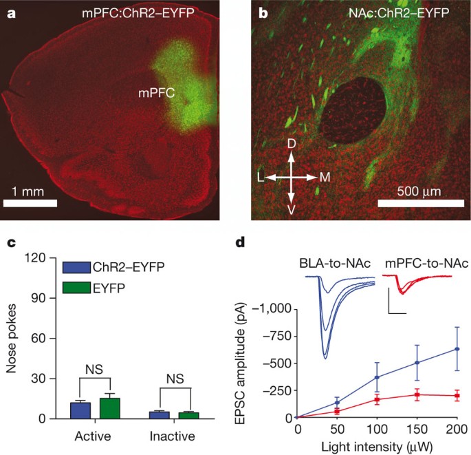 Excitatory Transmission From The Amygdala To Nucleus Accumbens Facilitates Reward Seeking Nature