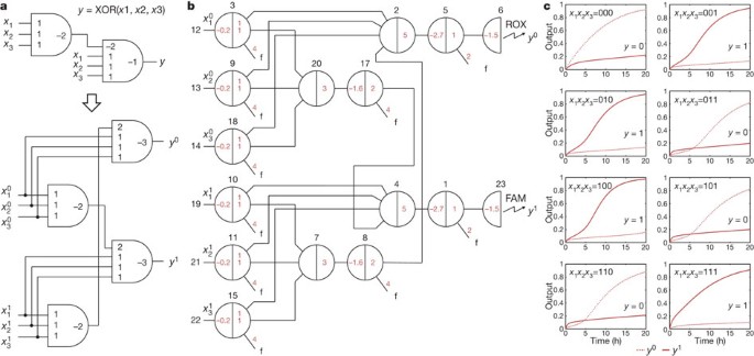 dna strand displacement cascades