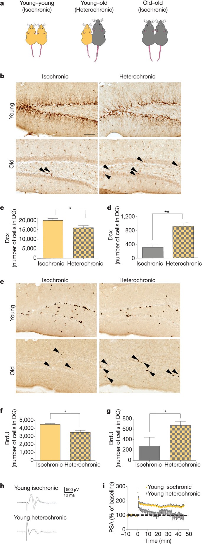 The ageing systemic milieu negatively regulates neurogenesis and cognitive  function | Nature