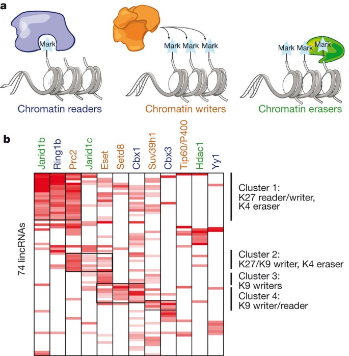 Lincrnas Act In The Circuitry Controlling Pluripotency And Differentiation Nature