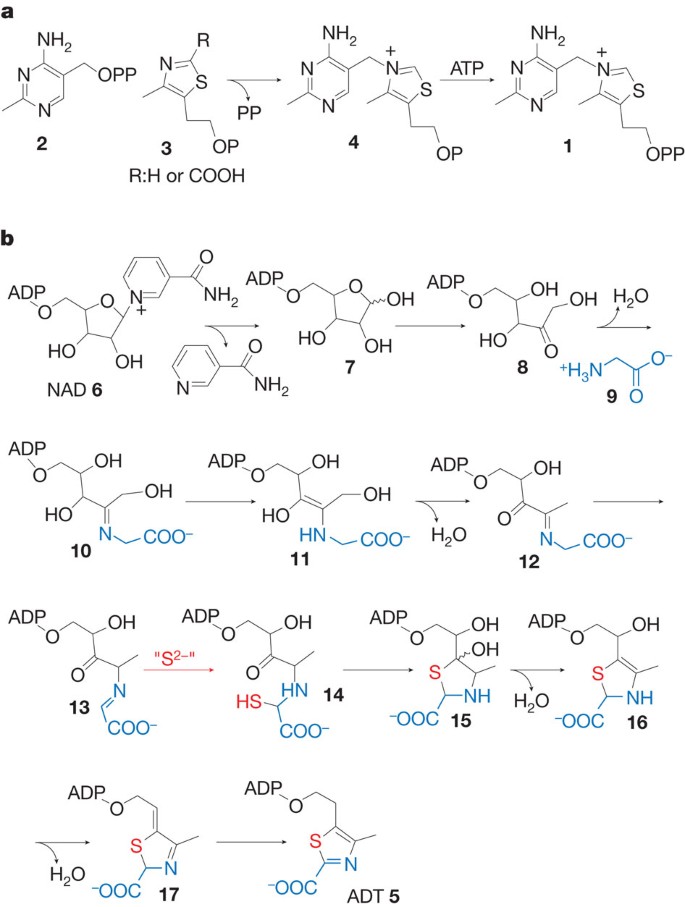 Saccharomyces Cerevisiae Thi4p Is A Suicide Thiamine Thiazole Synthase Nature