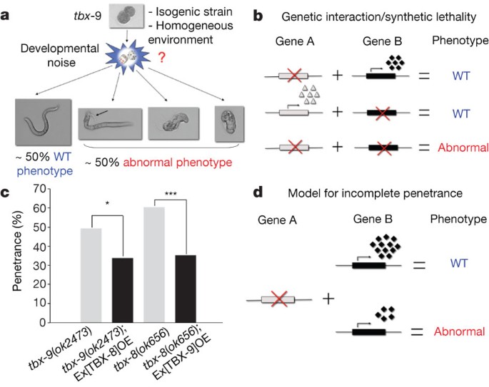 Predicting Mutation Outcome From Early Stochastic Variation In Genetic Interaction Partners Nature