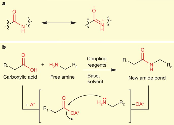 Rethinking Amide Bond Synthesis Nature