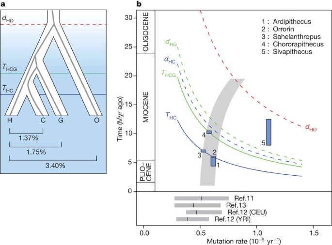 Figure 1: 
                        Speciation of the great apes.
                      