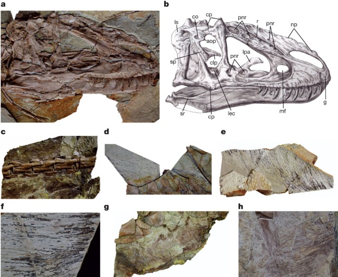 A gigantic feathered dinosaur from the Lower Cretaceous of China | Nature