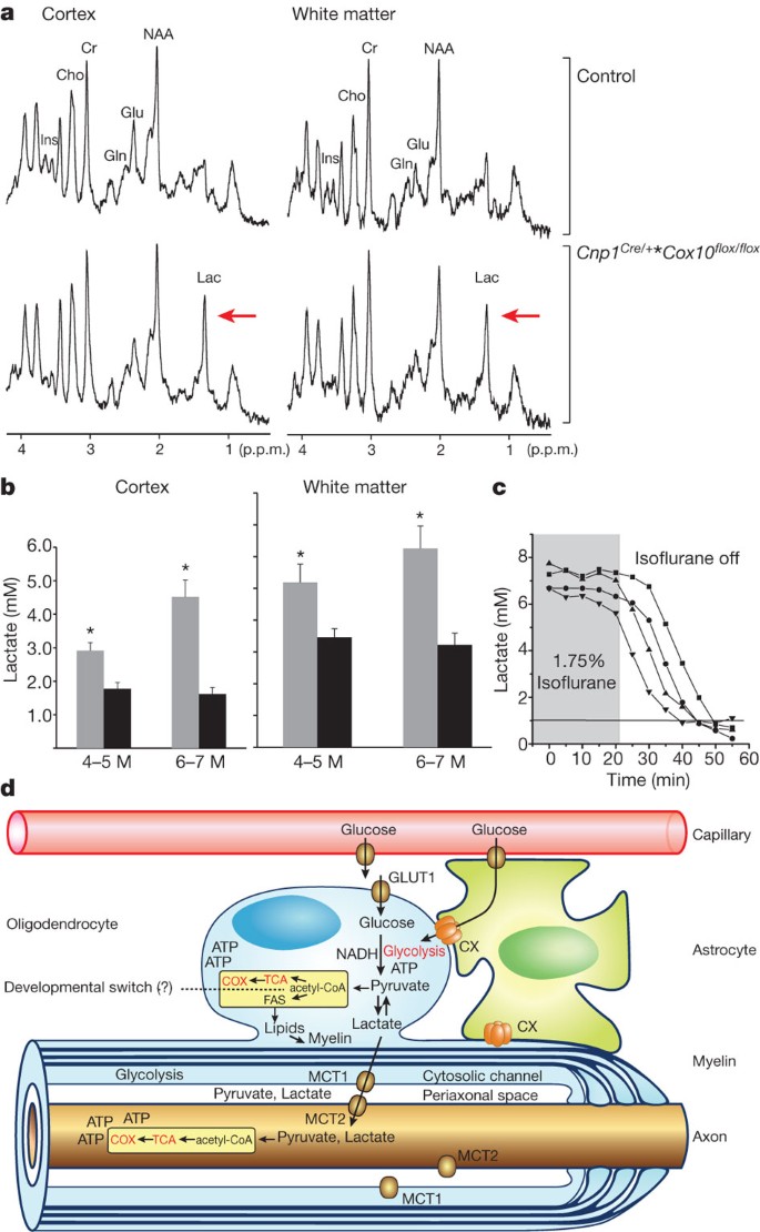 Glycolytic oligodendrocytes maintain myelin and long-term axonal integrity  | Nature