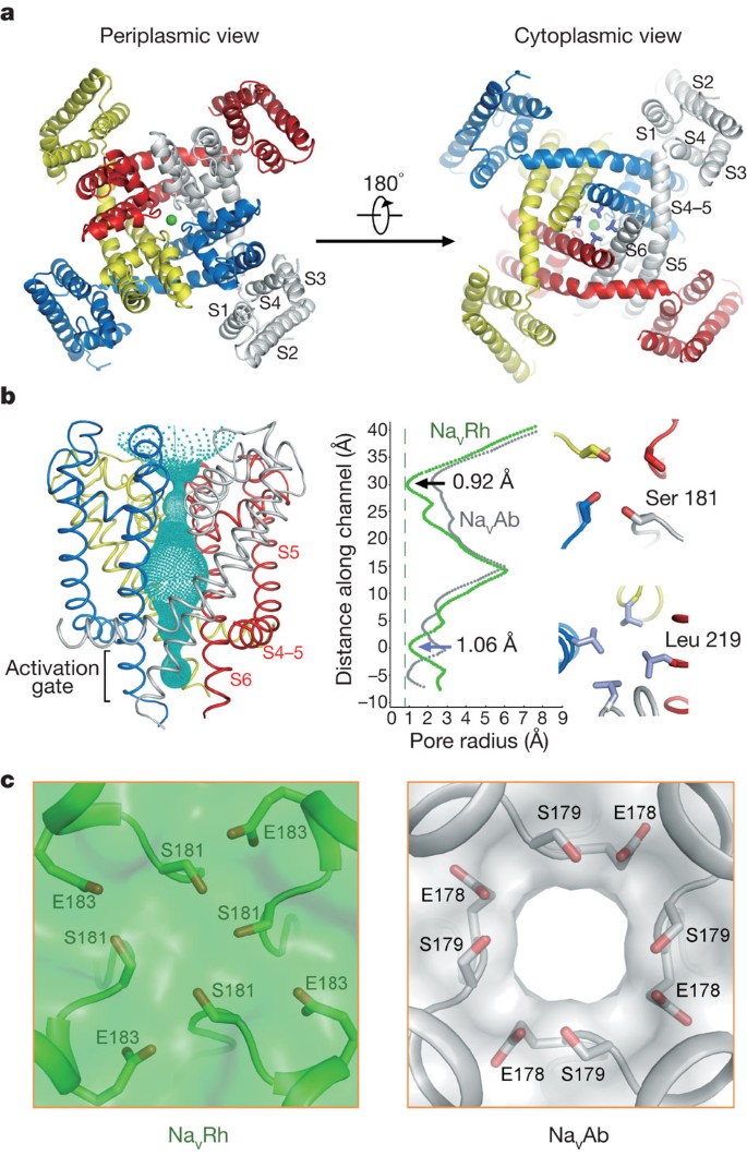 Crystal Structure Of An Orthologue Of The Nachbac Voltage Gated Sodium Channel Nature