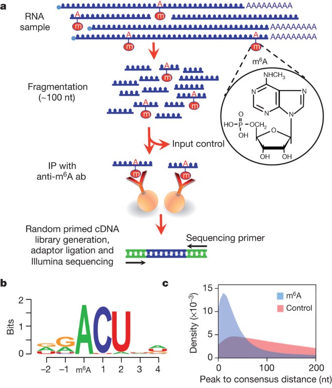 Topology of the human and mouse m6A RNA methylomes revealed by m6A-seq |  Nature