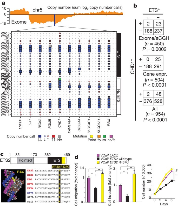 The Mutational Landscape Of Lethal Castration Resistant Prostate Cancer Nature