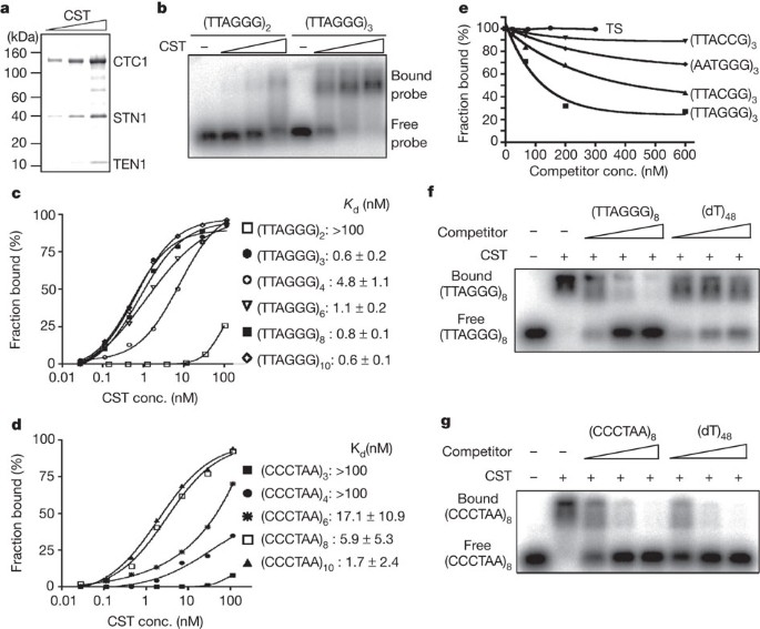 The Human Cst Complex Is A Terminator Of Telomerase Activity Nature The Human Cst Complex Is A Terminator Of Telomerase Activity Nature