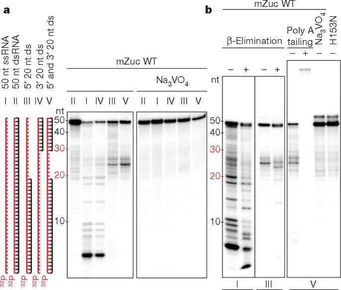 ZAP-J-BEAT スペクトラゴールド M-Lサイズ /グリーン/オレンジ/ラメ/キャンディ/フレーク/ペイント/マジョーラカラー/アメリカン Investigating inherited arrhythmias using hiPSC-derived
