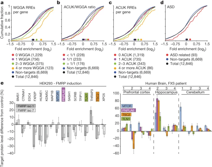 FMRP targets distinct mRNA sequence elements to regulate protein expression