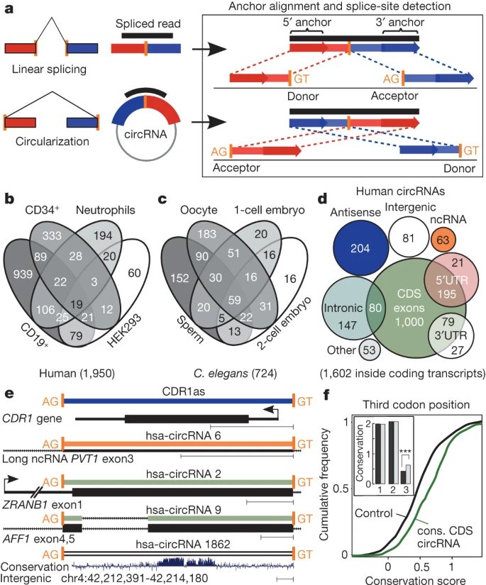 Circular RNAs are a large class of animal RNAs with regulatory potency