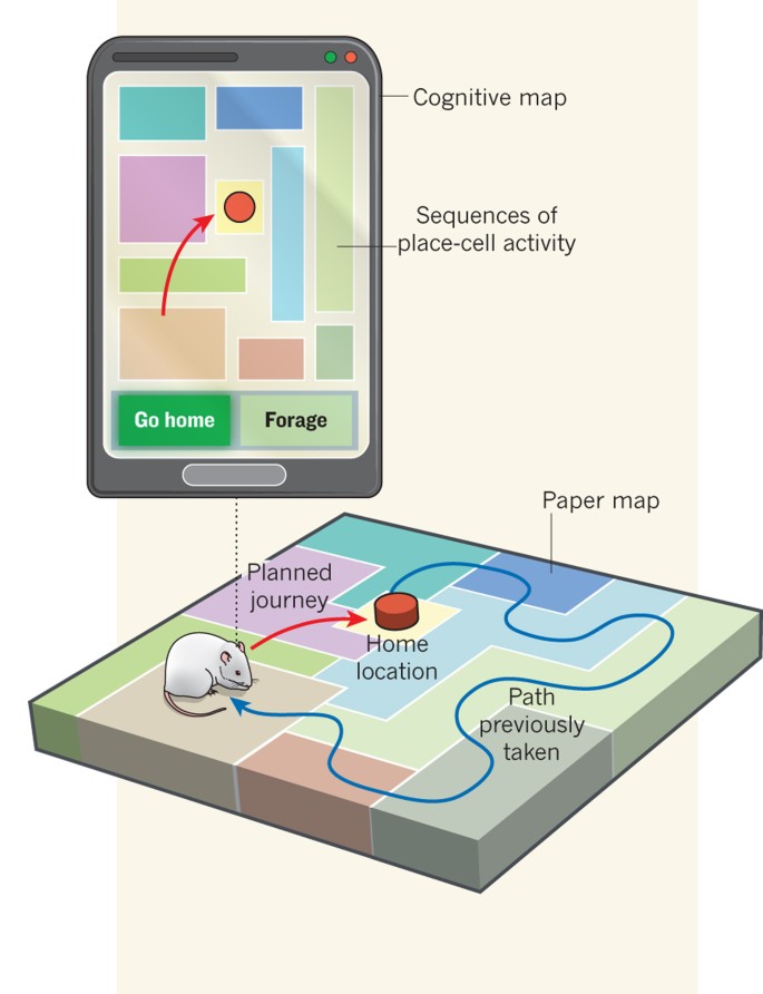 The Hippocampus As A Cognitive Map Navigation With A Cognitive Map | Nature