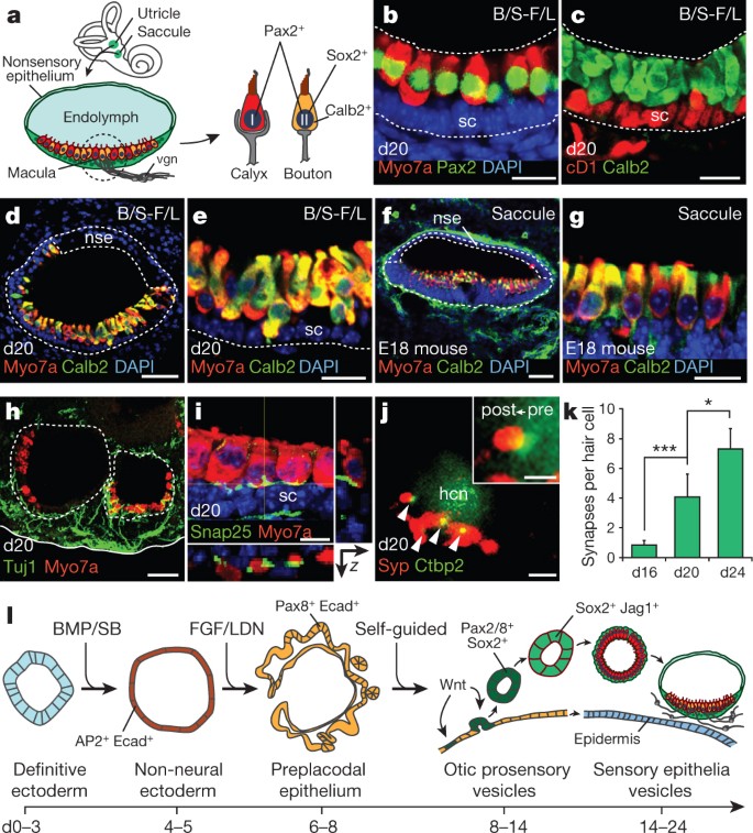 Generation of inner ear sensory epithelia from pluripotent stem cells in 3D  culture | Nature
