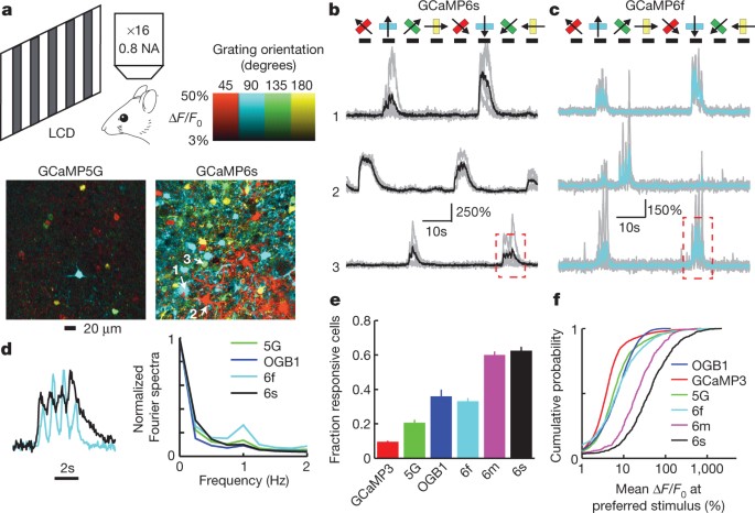 Ultrasensitive Fluorescent Proteins For Imaging Neuronal Activity Nature