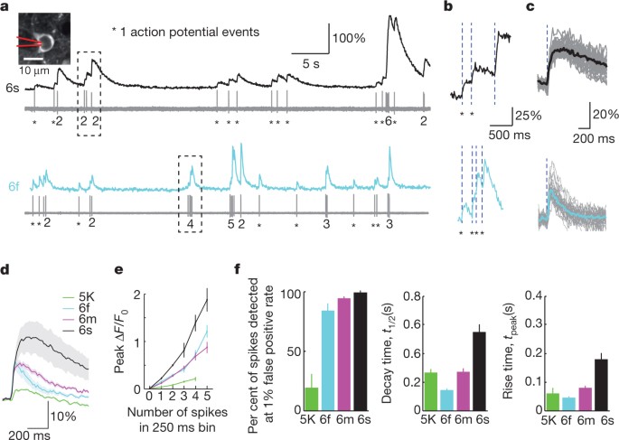 Ultrasensitive Fluorescent Proteins For Imaging Neuronal Activity Nature