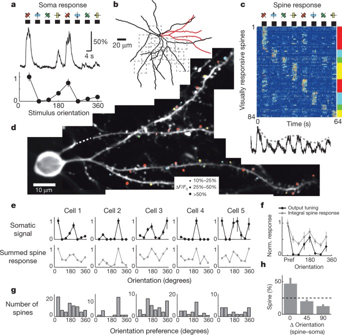 Ultrasensitive Fluorescent Proteins For Imaging Neuronal Activity Nature
