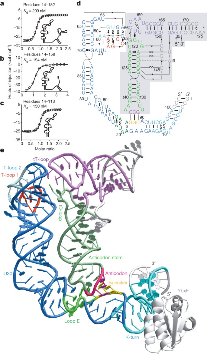 Co-crystal structure of a T-box riboswitch stem I domain in complex with  its cognate tRNA | Nature