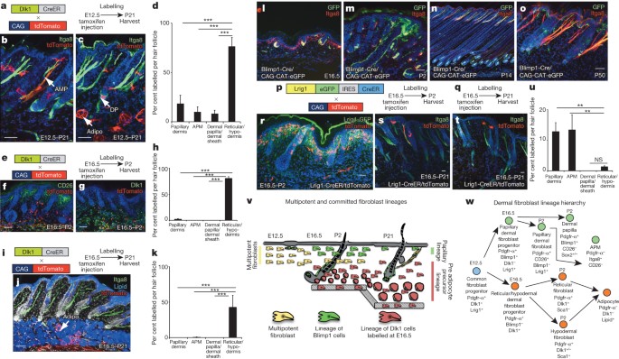 Distinct Fibroblast Lineages Determine Dermal Architecture In Skin Development And Repair Nature