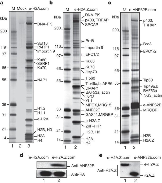 ANP32E is a histone chaperone that removes H2A.Z from chromatin | Nature