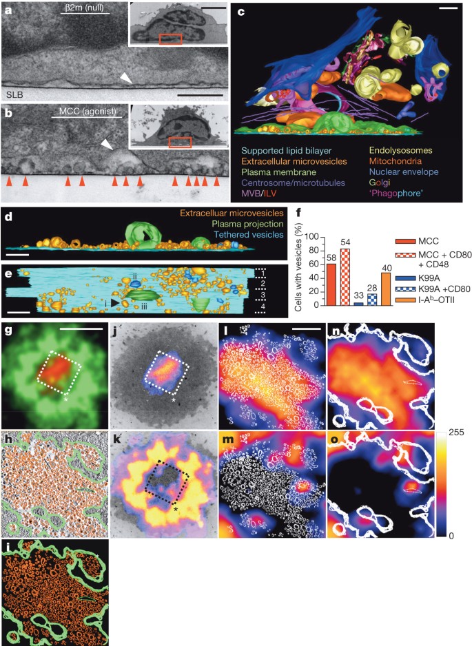 Polarized release of T-cell-receptor-enriched microvesicles at the  immunological synapse | Nature