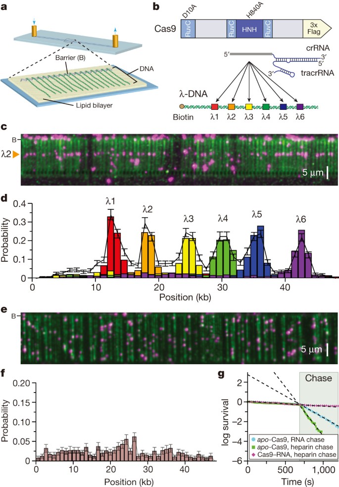 crispr rna guided endonuclease cas9