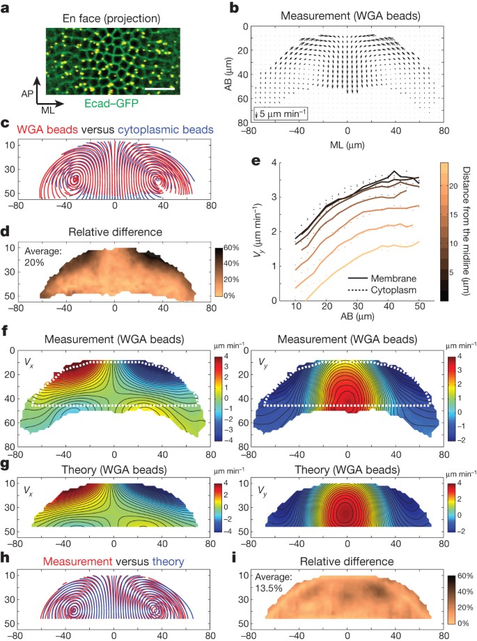 Apical constriction drives tissue-scale hydrodynamic flow to ...