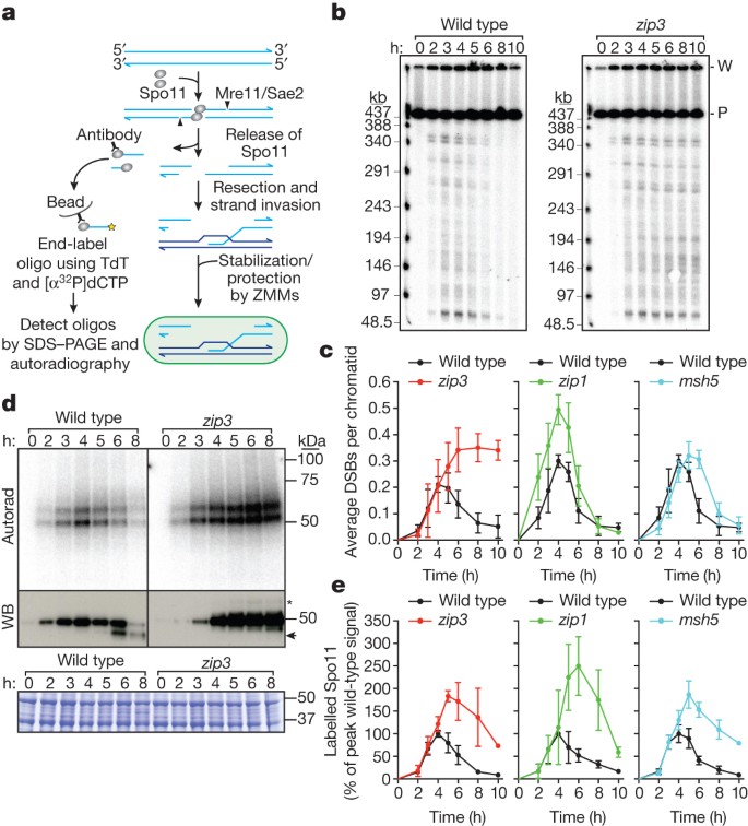 Homologue Engagement Controls Meiotic Dna Break Number And Distribution Nature