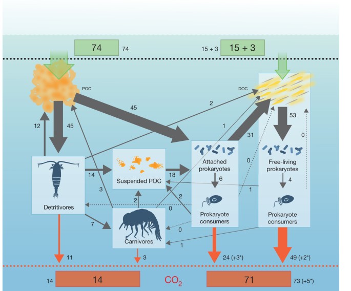 Reconciliation Of The Carbon Budget In The Ocean S Twilight Zone Nature reconciliation of the carbon budget in