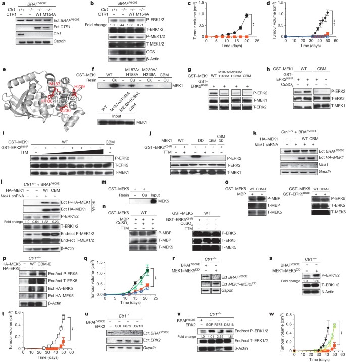 Copper Is Required For Oncogenic Braf Signalling And Tumorigenesis Nature