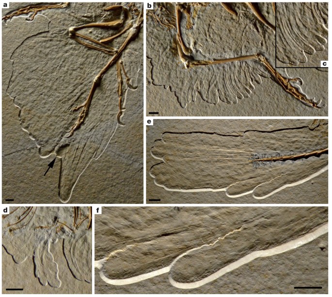 New specimen of Archaeopteryx provides insights into the evolution of  pennaceous feathers | Nature
